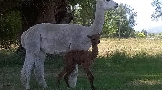 1st Jan 2015 Citrine with her first baby a fawn female Fei Fei